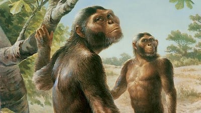 Australopithecus africanus, imagen ilustrativa.