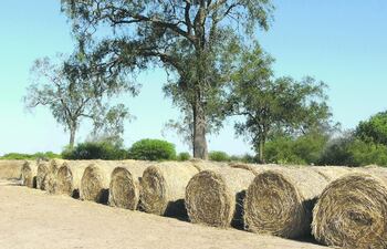 autoconsumo-de-rollos-de-heno-103106000000-1483493.JPG