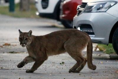 Un puma fue visto en las calles de Santiago de Chile en busca de comida, mientras la mayoría de la población se encuentra confinada en sus casas, por la epidemia de coronavirus.