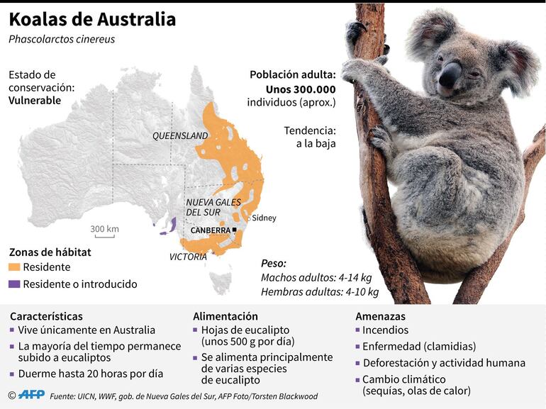 Koalas de Australia.