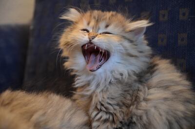 ¿Es sólo un bostezo o algo más? Los gatos tienen una gran gama de sonidos.