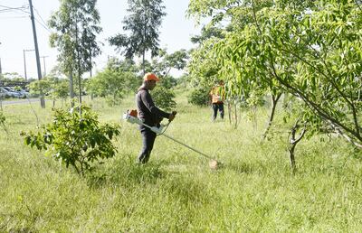 Varios vecinos entran en pánico al ver malezas, pero el peligro verdadero son los criaderos que se esconden en la vegetación.