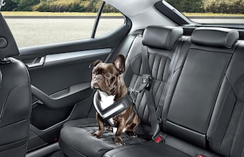 perros-viaje-en-auto-72928000000-1607228.jpg