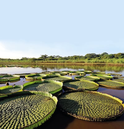 El regreso del yacaré yrupẽ