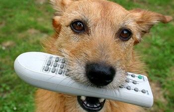 dog-tv-103718000000-409117.jpg
