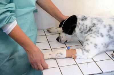 Es fundamental saber cómo ayudar a nuestras mascotas cuando no se sienten bien.