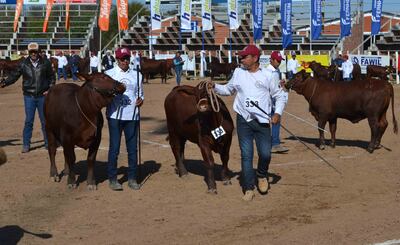 En la Expo Trébol se observaron ejemplares de muy buena genética.