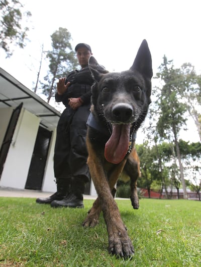Jako, de la raza Pastor belga malinois, miembro de la seguridad en la Cámara de Diputados en Ciudad de México.