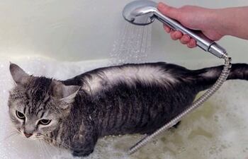 al-contrario-del-mito-de-que-el-gato-no-se-bana-el-experto-recomienda-hacerlo-frecuentemente--165537000000-1586146.jpg