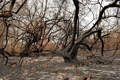 Paisaje que quedó tras los incendios en el Pantanal.