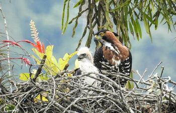 Las aves rapaces ayudan a controlar sobrepoblación de palomas y ratas y, además, mediante la cetrería pueden evitar accidentes aéreos.
