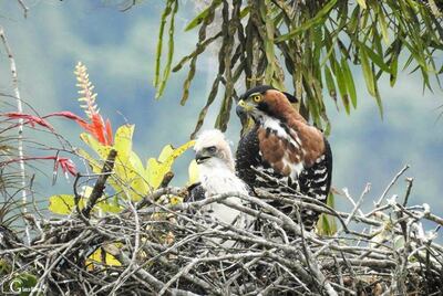 Las aves rapaces ayudan a controlar sobrepoblación de palomas y ratas y, además, mediante la cetrería pueden evitar accidentes aéreos.