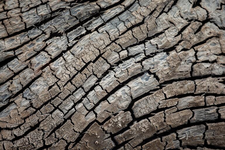 Detalle de un árbol quemado en Porto Velho (Brasil).