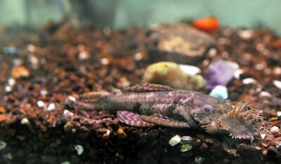 Imagen sin descripción