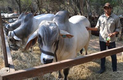 Ingreso de animales esta mañana a la feria.
