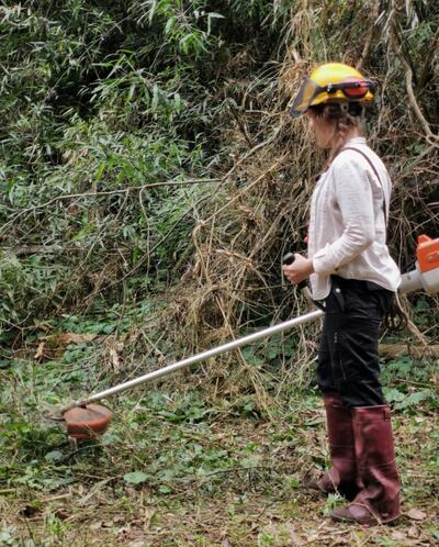 El corte sobre la corteza de un árbol puede matarlo.