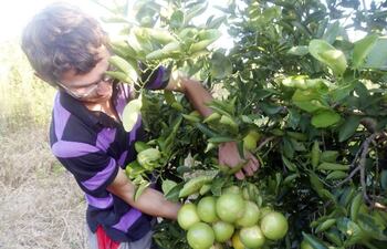 felix-roman-ramirez-muestra-un-racimo-de-frutas-de-pomelo-que-estan-listas-para-la-cosecha--200601000000-551378.jpg
