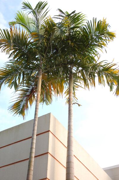 Variadas especies de palmeras podrán verse en la feria flora.
