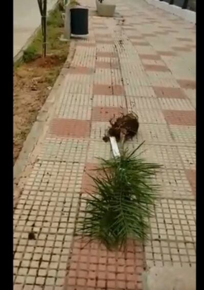 Uno de los plantines arrancados.