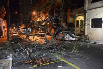 Arbol caído tras la tormenta de ayer en Yegros y Azara.