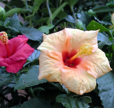 /pf/resources/images/abc-placeholder.png?d=2393