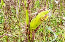 imagen-de-la-infestacion-de-los-insectos-invasores-en-un-cultivo-de-maiz-que-esta-siendo-aniquilado-en-el-chaco-central--233213000000-1598340.jpg