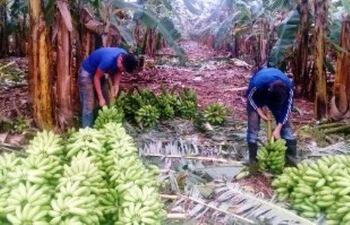 producen-banana-de-oro-en-guayaybi-104210000000-1838816.jpg