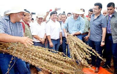El presidente de la República, Mario Abdo Benítez; el ministro de Agricultura, Rodolfo Friedmann; diputados, intendentes y líderes de  productores encabezaron el acto de apertura de la cosecha.