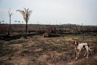 Vista de un perro y árboles quemanos en una área devastada por un incendio en la Amazonía, el 5 de septiembre de 2019 cerca de Apuí (Brasil).