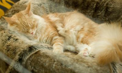 /pf/resources/images/abc-placeholder.png?d=2395