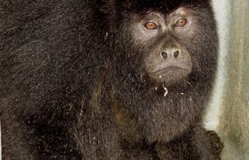 el-alouatta-caraya-o-mono-aullador-al-igual-que-el-resto-de-los-primates-que-tenemos-en-el-pais-pueden-ser-hospedadores-de-una-gran-variedad-de-pa-203428000000-1770166.jpg