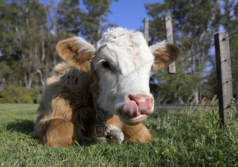 Un ternero en un campo cerca de  Ramallo, en Argentina.
