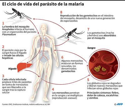 EL CICLO DE VIDA DEL PARÁSITO DE LA MALARIA