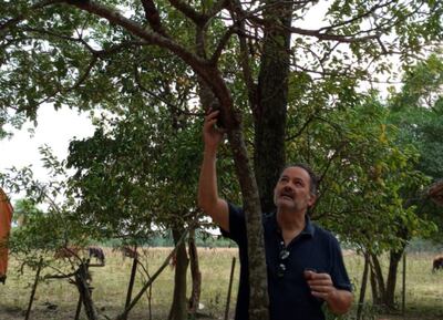 La corteza del tembetary hû tiene diversas propiedades, incluso se menciona que podría ayudar a la lucha contra el covid-19.