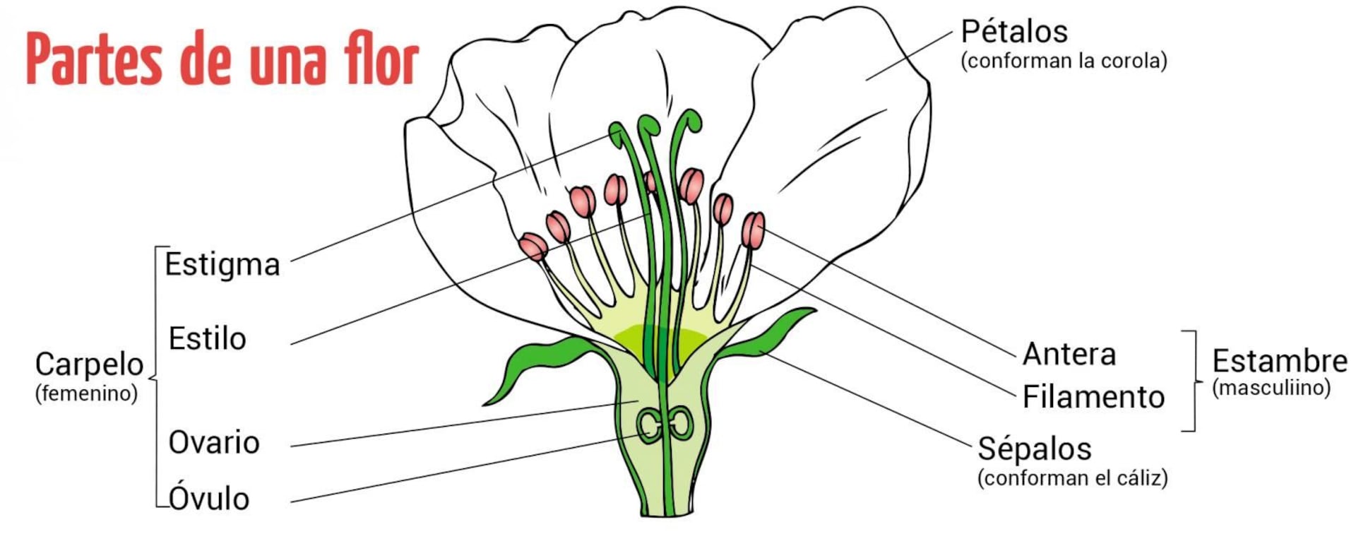 Reproducción sexual de las plantas (1) - Escolar - ABC Color