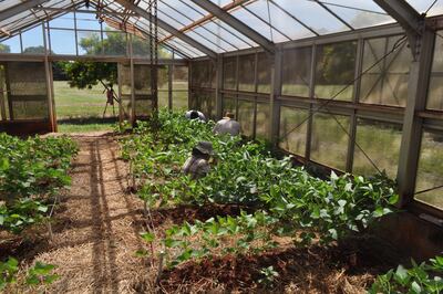 La liberación de un evento no es lo mismo que liberar una variedad. La ingeniera Estela Ojeda, del Inbio, nos explica.