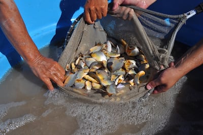 La producción de pacú es posible gracias a las condiciones ambientales de nuestro país.