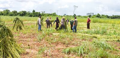 Los precios del sésamo permitirán pagar costos, y si hay una ganancia, las retenciones impedirán hacer inversión de capital.