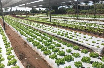 En su granja  se destacan las buenas prácticas agrícolas y cuidado del medio ambiente.