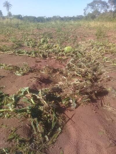 Cultivos de zapallo destruidos por una granizada en la zona de Horqueta.