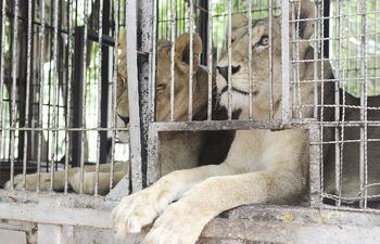 los-felinos-del-circo-osvaldo-terry-siguen-en-el-zoologico--200028000000-519125.jpg