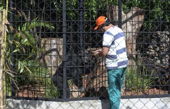 chita-de-44-anos-de-edad-se-acerca-a-luis-riveros-uno-de-los-funcionarios-del-zoo-un-chimpance-africano-vive-entre-50-y-60-anos-segun-comento-aye-201452000000-1077796.jpg