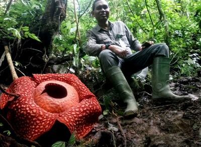 Hallan la flor “más ancha” del mundo.