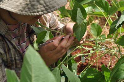 Soja tolerante a sequía