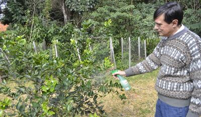 Se mezclaran  20 ml de aceite (dos cucharadas), 20 ml de detergente y 1 litro de agua.