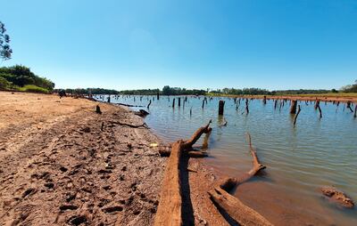 Miles de troncos de árboles se dejan ver con la bajante  del agua del lago Acaray.