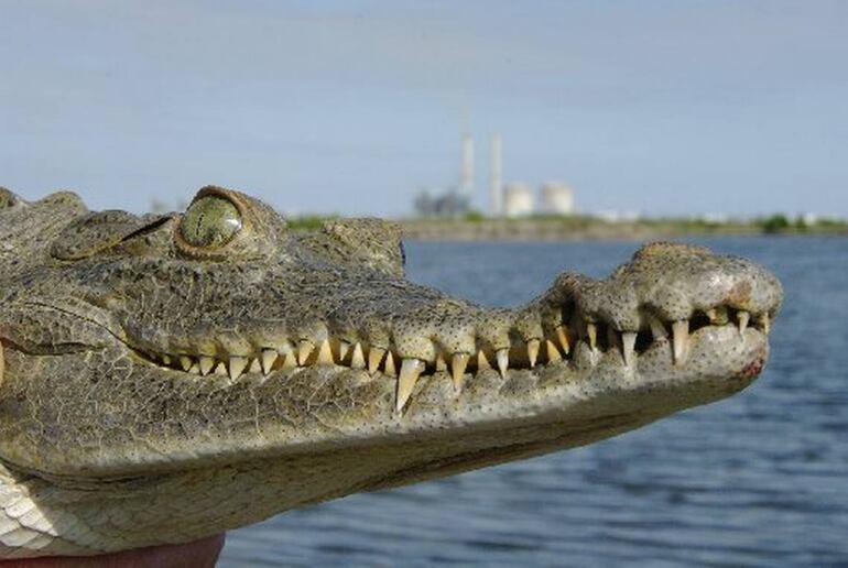 Los canales de enfriamiento de las centrales nucleares de Turkey Point, al sur de Miami, son el hábitat de unos 400 cocodrilos americanos, una especie "vulnerable" que en un lugar tan protegido como éste está totalmente a salvo.
