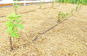 riego-por-goteo-superficial-92442000000-1441826.JPG