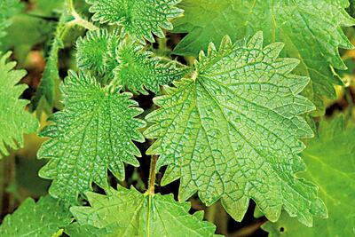 Imagen sin descripción