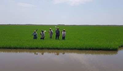 La producción de arroz en Arroyos y Esteros, perteneciente a la Agroganadera Piripucu S.A., se encuentran en plena fase vegetativa con un excelente crecimiento.